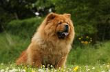 CHOW CHOW 523